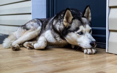 Köpek cinsi köpek yavrusu evin kapısında kıvrılıp yatıyordu. Popüler bir köpek türü. Evcil hayvanlar. Yakın plan..