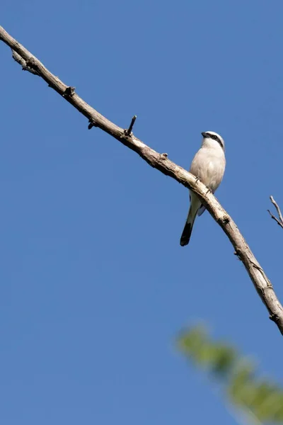 赤で裏打ちされたシェーク 青空に背の低い小鳥が乾いた枝に腰を下ろしている 自然生息地 野生動物 ウクライナ — ストック写真
