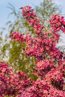 Pembe sakura 'nın bahar çiçeği. Baharda mavi gökyüzüne karşı parlak kiraz.