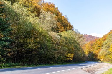 Sonbahar dağ manzarası. Sarı ve kırmızıya boyanmış sonbahar ağaçları. Yeşil iğneler ve ıssız bir yolun kenarında mavi gökyüzü. Ukrayna Karpatları 'nda renkli sonbahar manzarası.