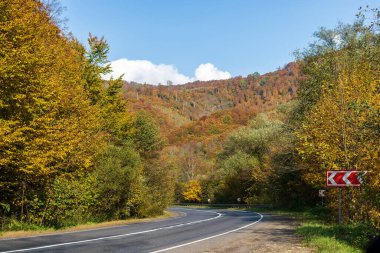 Sonbahar dağ manzarası. Sarı ve kırmızıya boyanmış sonbahar ağaçları. Yeşil iğneler ve ıssız bir yolun kenarında mavi gökyüzü. Ukrayna Karpatları 'nda renkli sonbahar manzarası.