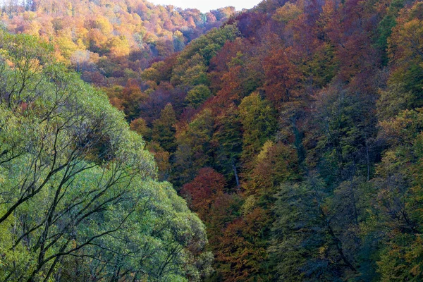 Paysage Montagneux Automne Arbres Automne Jaunis Rougis Combinés Avec Des — Photo