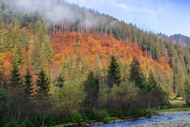 Bir dağ vadisinde sonbahar manzarası. Sarı ve kırmızı ağaçlar nehrin kıyıları boyunca yeşil iğnelerle kayalık kıyılar. Ukrayna Karpatları 'nda renkli sonbahar manzarası.