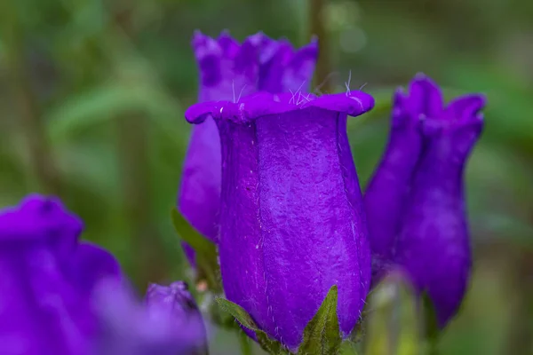 バイオレットブルーの花の鐘 鐘の花 明るい緑の自然背景に 春に鐘型の青花の群生を生み出すユリ科のヨーロッパの森林植物を広く栽培しています — ストック写真