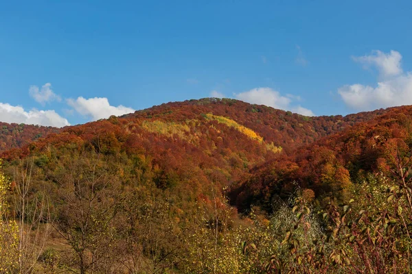 Herbstliche Berglandschaft Vergilbte Und Gerötete Herbstbäume Kombiniert Mit Grünen Nadeln — Stockfoto