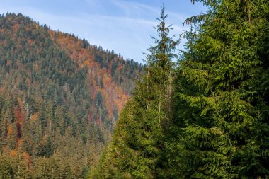 Sonbahar dağ manzarası. Sarı ve kırmızıya boyanmış sonbahar ağaçları. Yeşil iğneler ve mavi gökyüzü. Ukrayna Karpatları 'nda renkli sonbahar manzarası. 