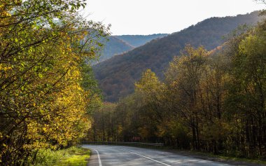 Sonbahar dağ manzarası. Sarı ve kırmızıya boyanmış sonbahar ağaçları. Küçük bir yolun kenarında yeşil iğnelerle birleştirilmiş. Ukrayna Karpatları 'nda renkli sonbahar manzarası.