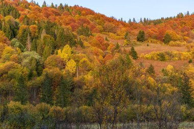 Sonbahar dağ manzarası. Sarı ve kırmızıya boyanmış sonbahar ağaçları. Yeşil iğneler ve mavi gökyüzü. Ukrayna Karpatları 'nda renkli sonbahar manzarası. 