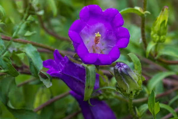 バイオレットブルーの花の鐘 鐘の花 明るい緑の自然背景に 春に鐘型の青花の群生を生み出すユリ科のヨーロッパの森林植物を広く栽培しています — ストック写真