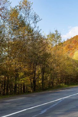 Sonbahar dağ manzarası. Sarı ve kırmızıya boyanmış sonbahar ağaçları. Küçük bir yolun kenarında yeşil iğnelerle birleştirilmiş. Ukrayna Karpatları 'nda renkli sonbahar manzarası.