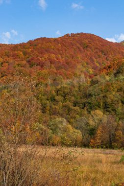 Sonbahar dağ manzarası. Sarı ve kırmızıya boyanmış sonbahar ağaçları. Yeşil iğneler ve mavi gökyüzü. Ukrayna Karpatları 'nda renkli sonbahar manzarası. 