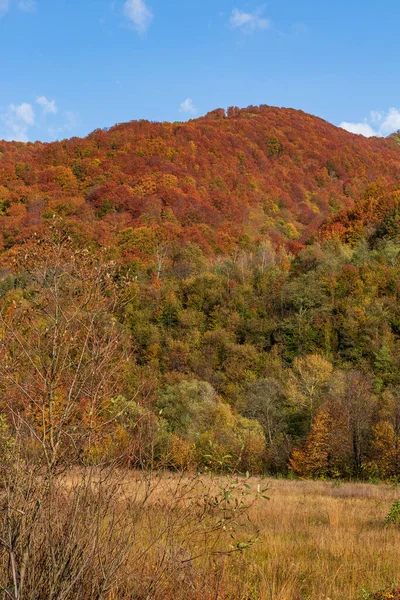 秋天的山景 黄红的秋天树 绿针和蓝天交织在一起 乌克兰喀尔巴阡山脉五彩缤纷的秋天风景 — 图库照片