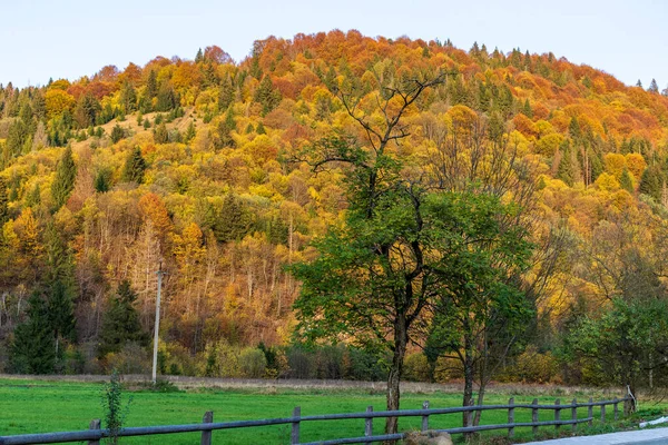 Podzimní Horská Krajina Nažloutlé Zarudlé Podzimní Stromy Kombinaci Zelenými Jehličkami — Stock fotografie