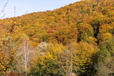 Sonbahar dağ manzarası. Sarı ve kırmızıya boyanmış sonbahar ağaçları. Yeşil iğneler ve mavi gökyüzü. Ukrayna Karpatları 'nda renkli sonbahar manzarası. 