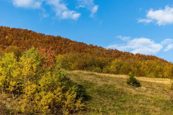 Paysage Montagneux Automne Arbres Automne Jaunis Rougis Combinés Avec Des — Photo