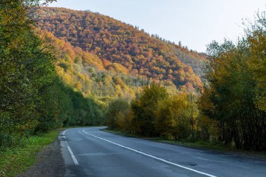 Sonbahar dağ manzarası. Sarı ve kırmızıya boyanmış sonbahar ağaçları. Yeşil iğneler ve ıssız bir yolun kenarında mavi gökyüzü. Ukrayna Karpatları 'nda renkli sonbahar manzarası.