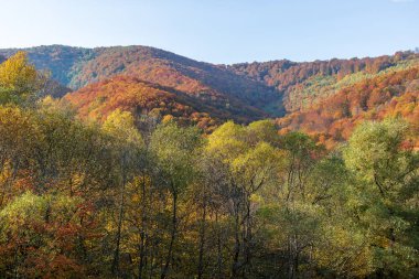 Sonbahar dağ manzarası. Sarı ve kırmızıya boyanmış sonbahar ağaçları. Yeşil iğneler ve mavi gökyüzü. Ukrayna Karpatları 'nda renkli sonbahar manzarası. 