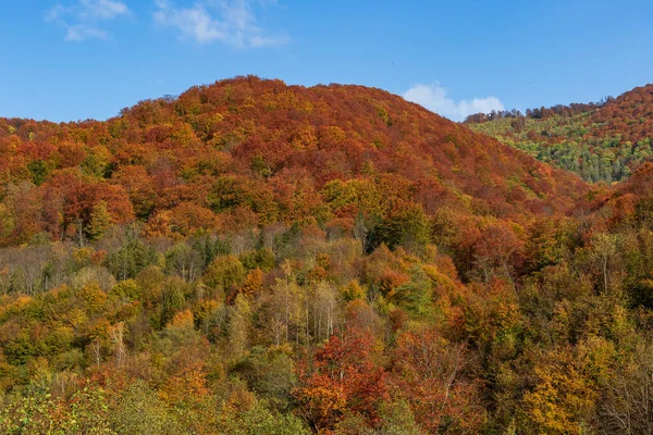 Paisagem Montanha Outono Árvores Outono Amareladas Avermelhadas Combinadas Com Agulhas — Fotografia de Stock