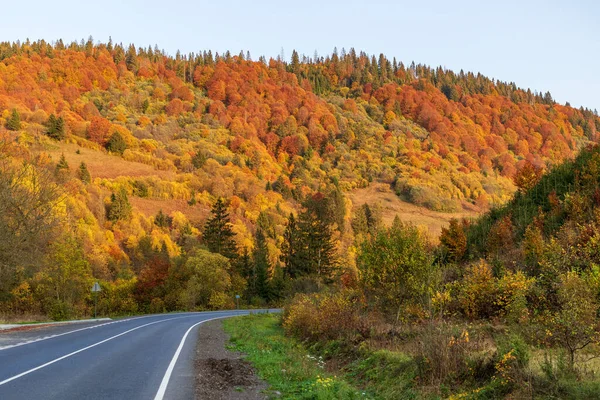 Sonbahar dağ manzarası. Sarı ve kırmızıya boyanmış sonbahar ağaçları. Küçük bir yolun kenarında yeşil iğnelerle birleştirilmiş. Ukrayna Karpatları 'nda renkli sonbahar manzarası.
