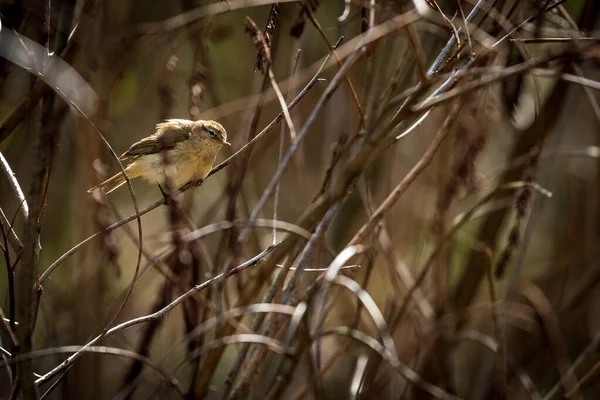 Grande Reed Warbler Uma Grama Cana Passarinho Bonito Barulhento Pássaro — Fotografia de Stock