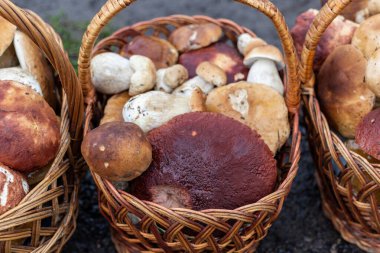 Dağlarda Paved köy yolu ve satılık üç sepet büyük porcini mantarı. Yolun kenarında muhteşem büyük orman mantarları..