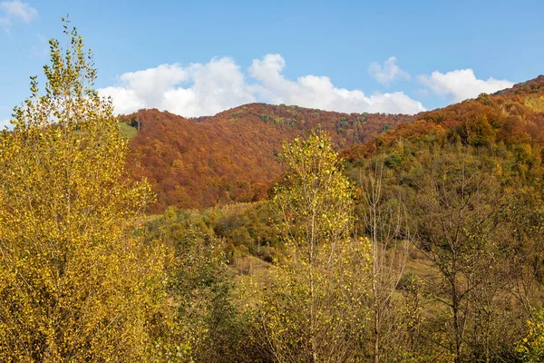 Paysage Montagneux Automne Arbres Automne Jaunis Rougis Combinés Avec Des — Photo