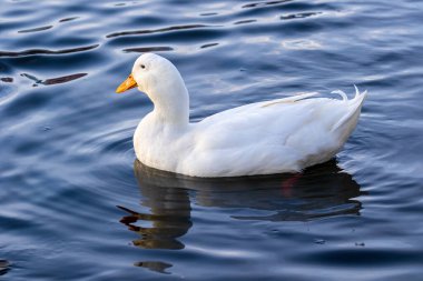 Parlak turuncu gagalı büyük parlak beyaz bir ördek mavi suda yüzer. Vahşi yaşam. Yakın plan..