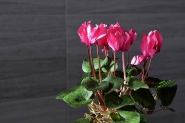 Yeşil yaprakların arasında parlak renkli güzel çiçekler olan kapalı bir süs bitkisi. Cyclamen, 23 uzun ömürlü bitki türünün bir türüdür. Gri arka planda pembe çiçek. Yakın plan..