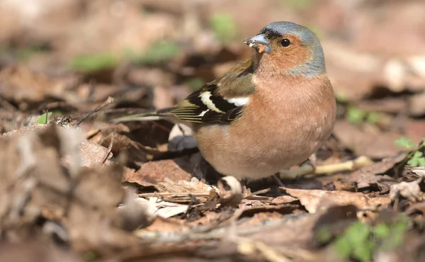 一种有红边的森林鸣鸟 Chaffinch 一只五彩斑斓的小鸟 坐在去年的树叶里 看着摄影师 城市鸟类 模糊的背景 野生生物 — 图库照片