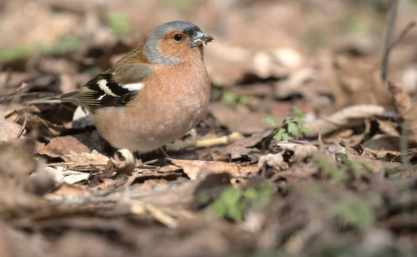 Pequeño Pájaro Cantor Del Bosque Con Lados Rojizos Chaffinch Pájaro — Foto de Stock