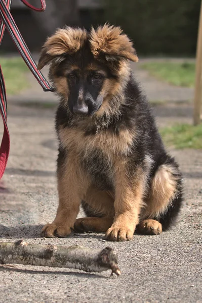 Purebred German Shepherd Breed German Shepherd Puppy Walk Park Area — Stock Photo, Image