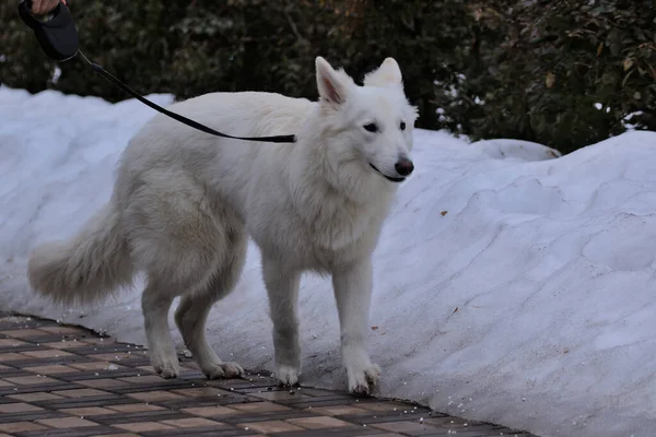 Grand Chien Blanc Pour Une Promenade Dans Parc Ville Journée — Photo