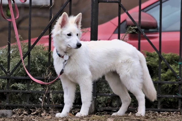 Grand Chien Blanc Pour Une Promenade Dans Parc Ville Journée — Photo