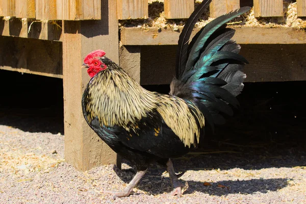 Kırsaldaki Bir Açık Çiftlikte Siyah Bir Horoz Horoz Veya Horoz — Stok fotoğraf