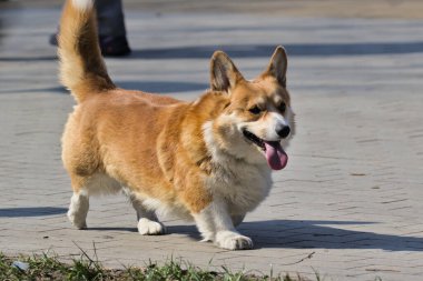 Şirin köpek Pembroke Welsh Corgi parkta yürüyüş yapıyor. Popüler bir köpek türü. Evcil hayvanlar. Güneşli bir gün. Yakın plan..