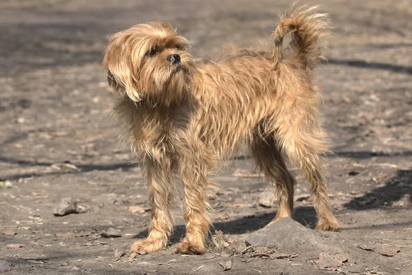 Dekorativa Belgiska Hunden Griffin För Promenad Stadsparken Sällskapsdjur Oklar Bakgrund — Stockfoto