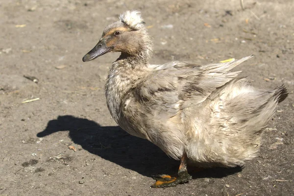 Cute Beige Duck Tufted Head Walks Sand Farm Yard Portrait — Stock Photo, Image