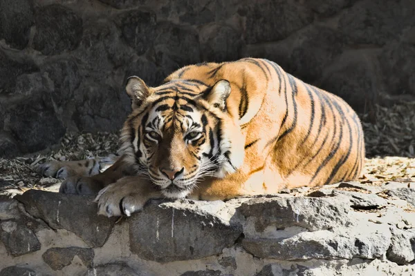 Retrato Cerca Tigre Siberiano Mentiras Descansos Imponentes Tigre Grande Poderoso — Foto de Stock