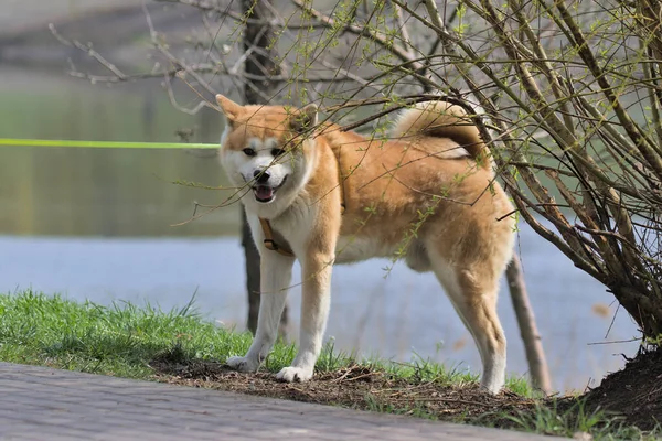 Simpatico Cane Sta Camminando Nell Area Del Parco Cittadino Giornata — Foto Stock