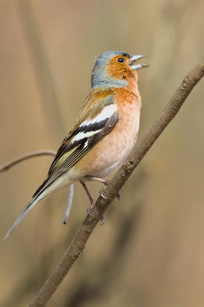 Pequeno Pássaro Floresta Com Lados Avermelhados Chaffinch Pássaro Colorido Que — Fotografia de Stock