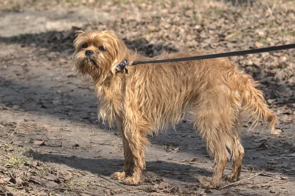 Cão Belga Decorativo Griffin Para Passeio Parque Cidade Animal Estimação — Fotografia de Stock