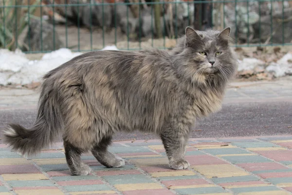 Güzel Bir Kedi Şehir Parkının Çevresini Dikkatle Inceler Evcil Kedi — Stok fotoğraf