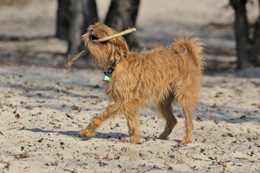 Dekoratif Belçikalı köpek Griffin şehir parkında yürüyüşe çıktı. Evcil hayvan. Arka plan bulanık. Yakın plan..