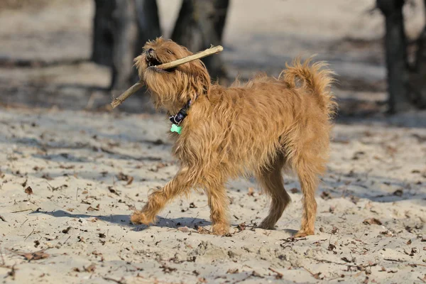 Dekoratív Belga Kutya Griffin Egy Sétára Városi Parkban Kisállat Homályos — Stock Fotó