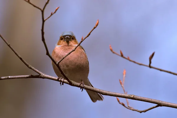 Kırmızımsı kenarlı küçük bir orman bülbülü. Chaffinch, ince bir dal üzerinde oturan renkli bir kuş ve fotoğrafçıya bakıyor. Şehir kuşları. Arka plan bulanık. Yakın plan. Vahşi doğa..