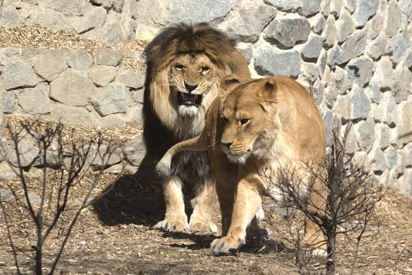 Acercamiento Retrato Pie León Adulto Leona Gatos Salvajes Muy Grandes — Foto de Stock