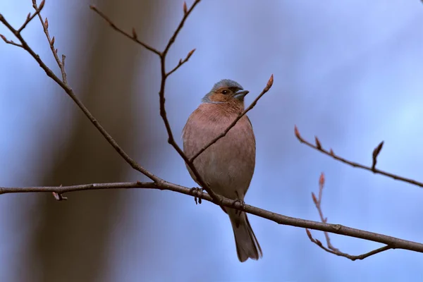 一种有红边的森林鸣鸟 Chaffinch 一只色彩艳丽的小鸟 坐在一根细枝上 看着摄影师 城市鸟类 模糊的背景 野生生物 — 图库照片