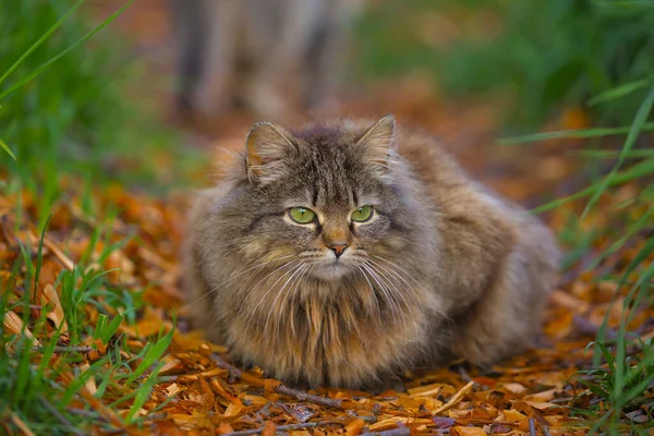 Güzel Bir Kedi Parlak Yeşil Bahar Yeşilliği Arasında Kahverengi Talaş — Stok fotoğraf