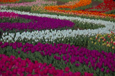 Şehir parkında kocaman, parlak, çiçek açan laleler. Çiçek açan alanın güzelliği. Doğa geçmişi. Sıcak ve güneşli bir günde bahar çiçekleri.
