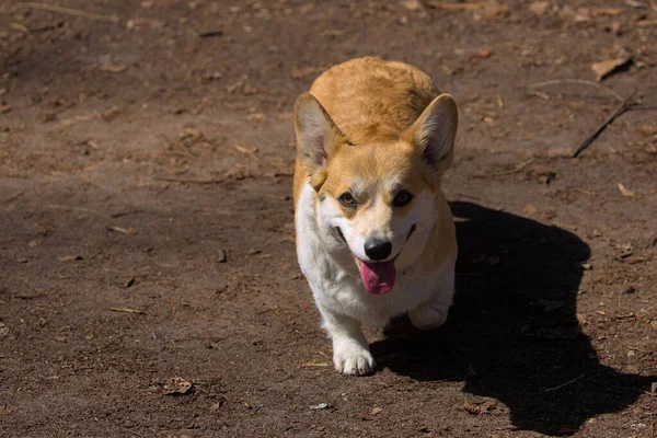 可爱的狗彭布罗克威尔士科尔吉在公园散步 一种很受欢迎的狗 阳光灿烂的日子 后续行动 — 图库照片